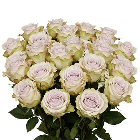 25 Deep Silver Roses – Lavender Roses