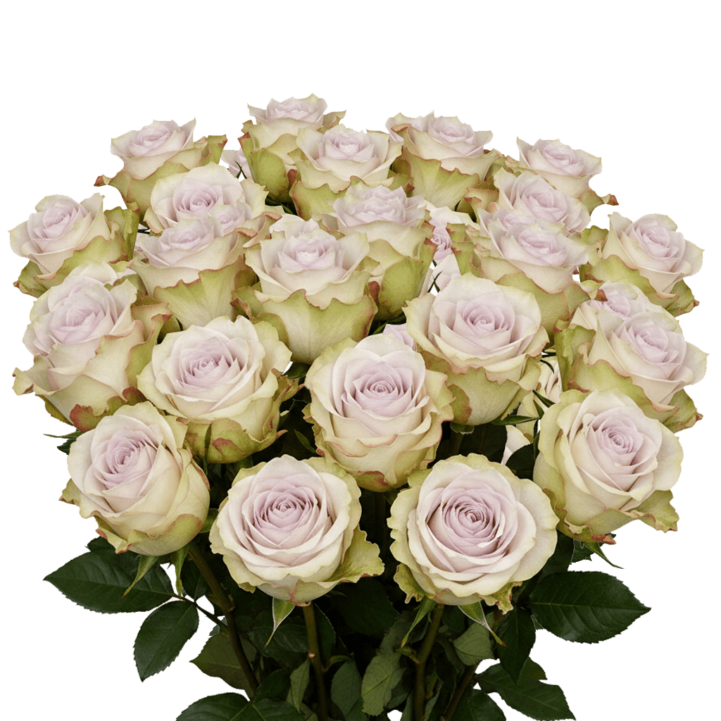25 Deep Silver Roses – Lavender Roses