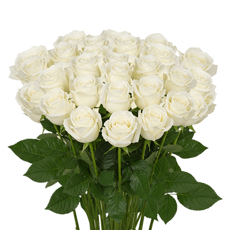 25 Escimo Roses – Premium White Roses