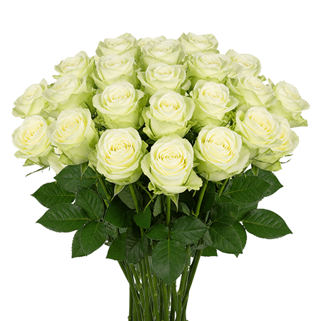 25 Green Tea Roses – Unique Green Roses