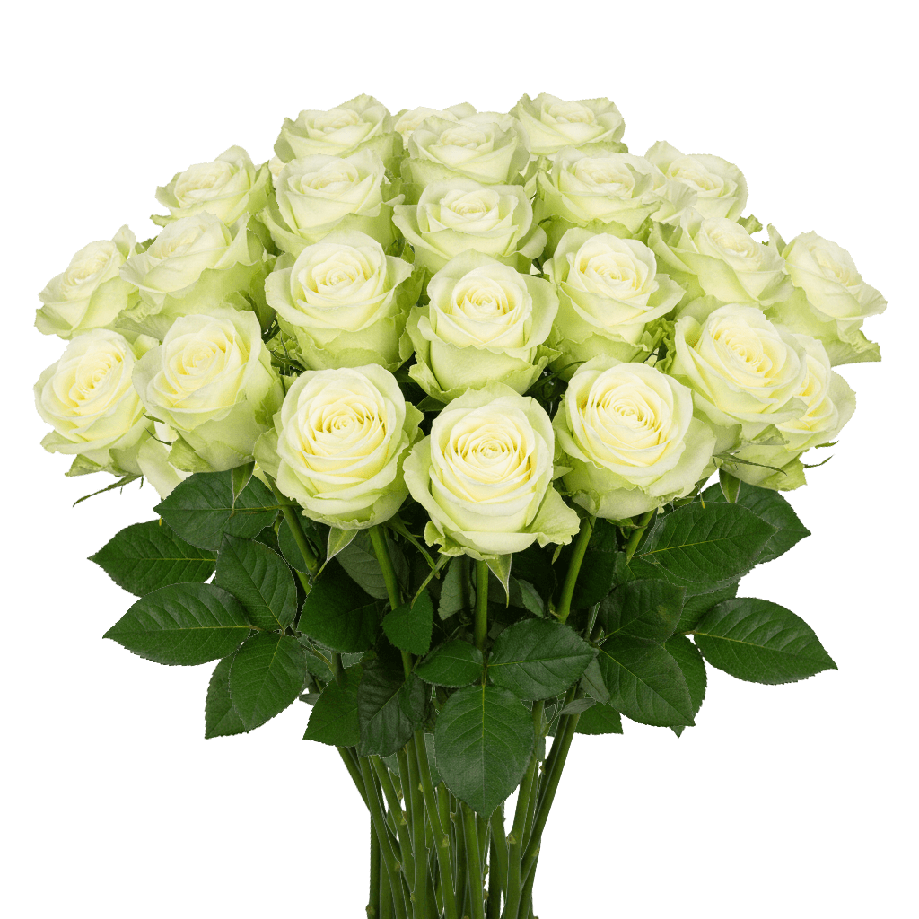 25 Green Tea Roses – Unique Green Roses