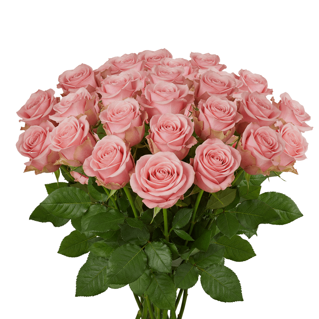 25 Hermosa Roses – Light Pink Roses