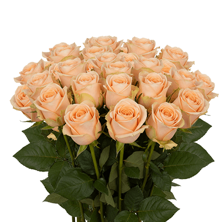 25 High & Arena Roses – Fresh Peach Roses