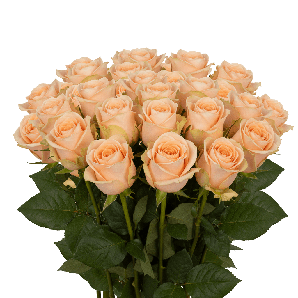 25 High & Arena Roses – Fresh Peach Roses