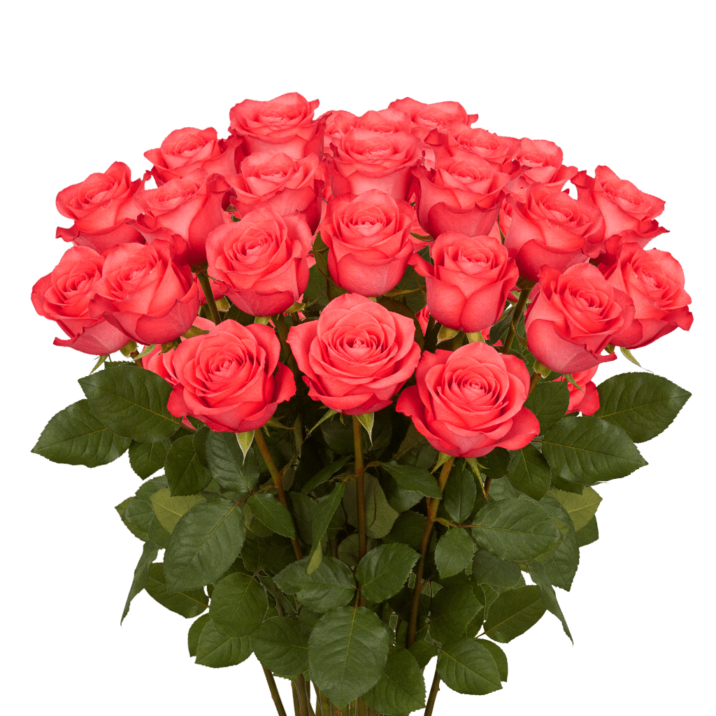 25 High & Blooming Roses – Orange Roses