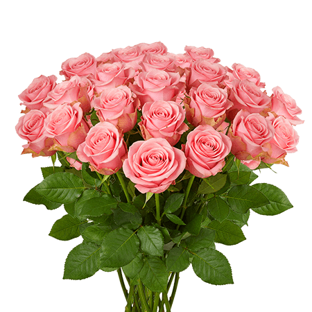 25 High & Bonita Roses – Fresh Pink Roses