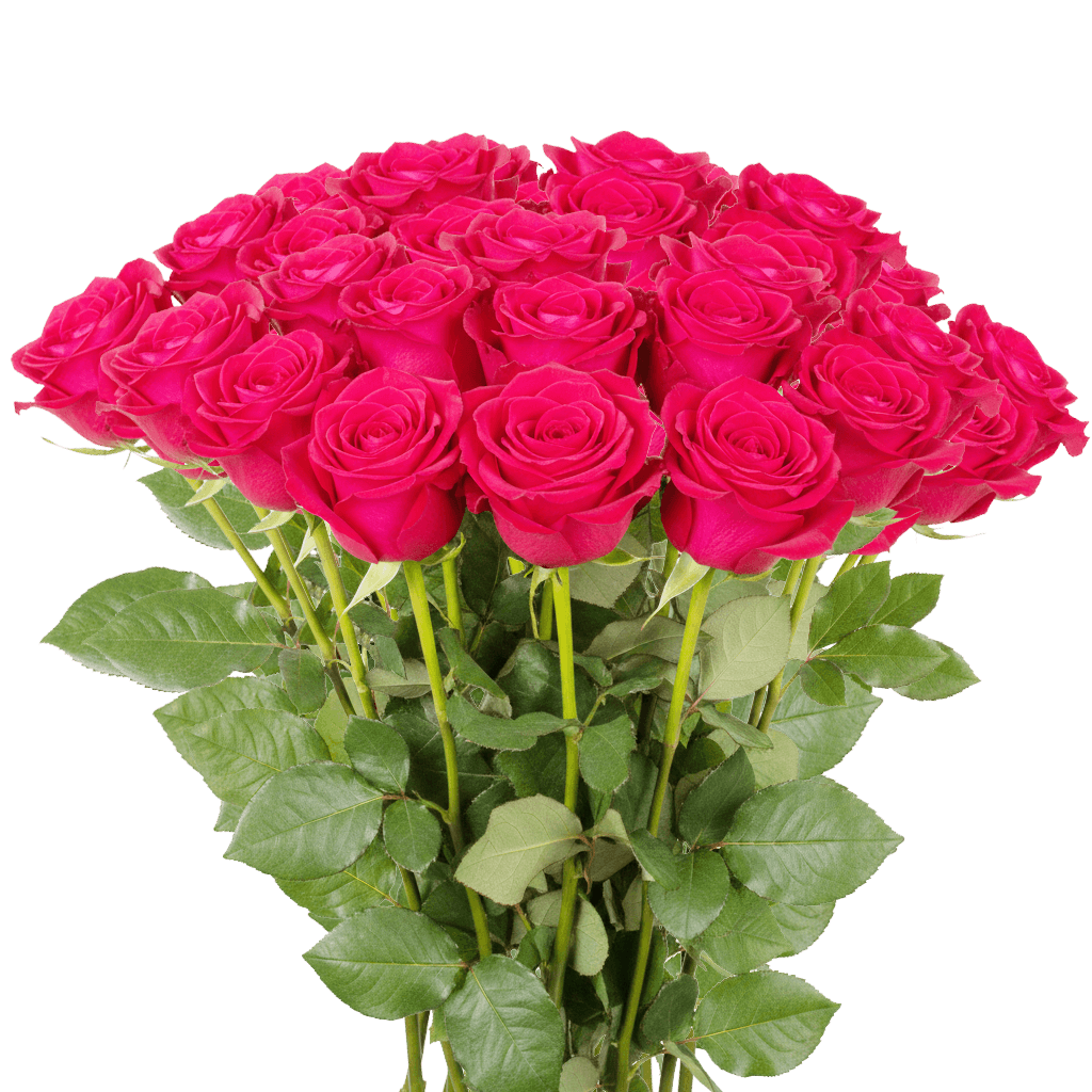 25 Hot Princess Roses – Hot Pink Roses