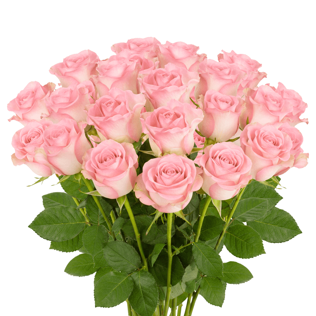 25 Light Orlando Roses – Soft Pink Roses