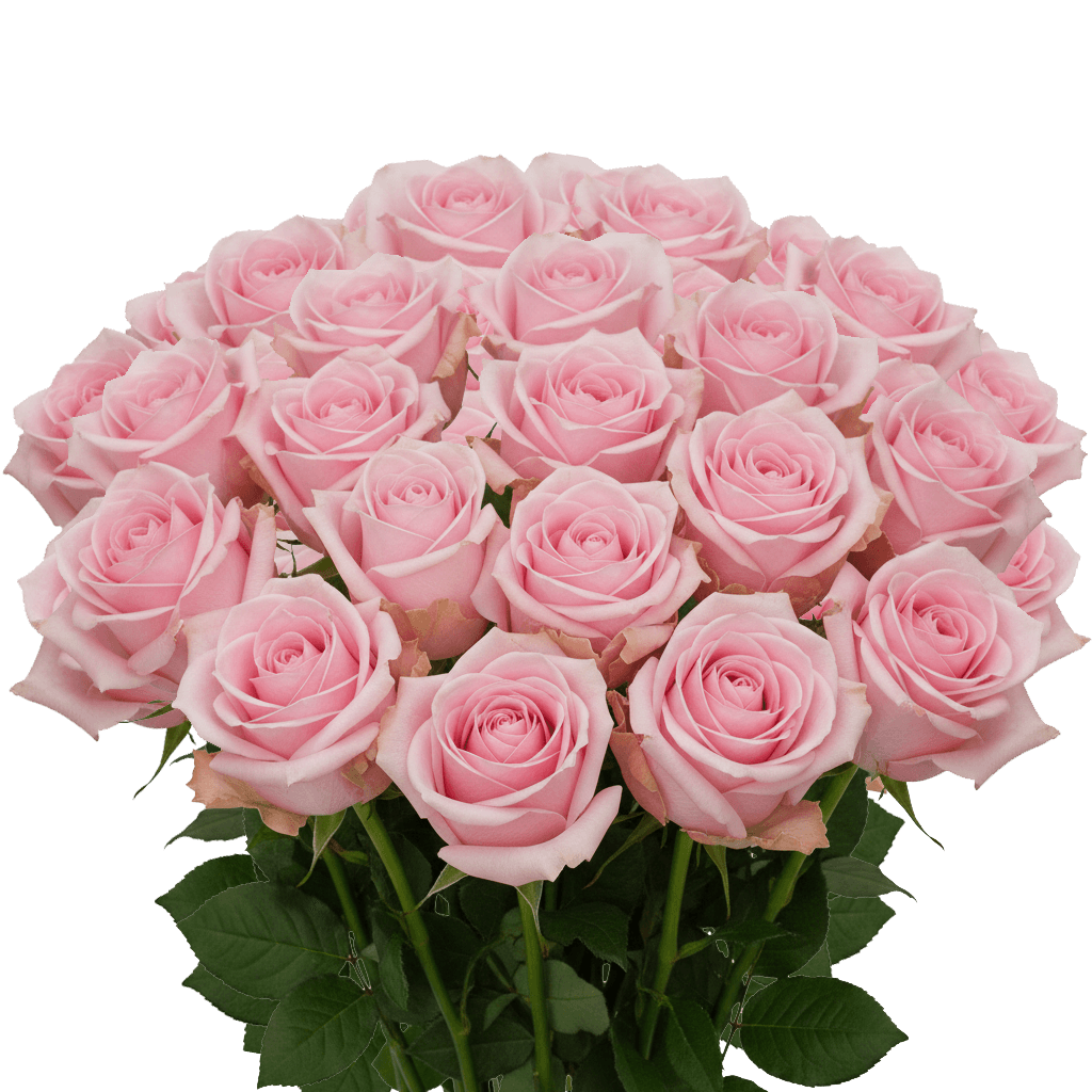 25 Luciano Roses – Light Pink Roses