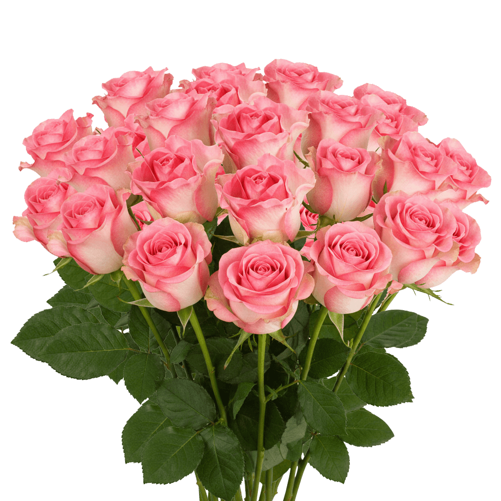 25 Malibu Roses – Bi-Color Roses