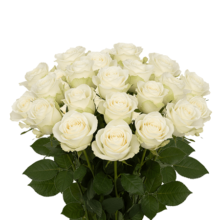 25 Mondial Roses – Premium White Roses