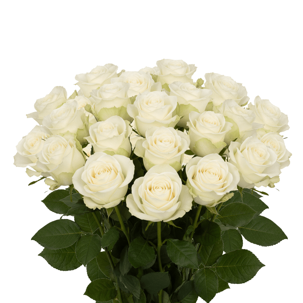 25 Mondial Roses – Premium White Roses