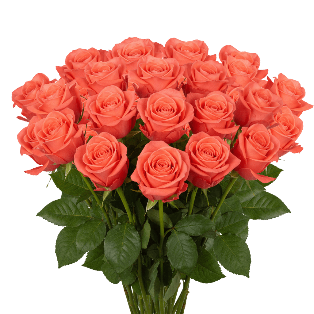 25 Movie Star Roses – Fresh Orange Roses