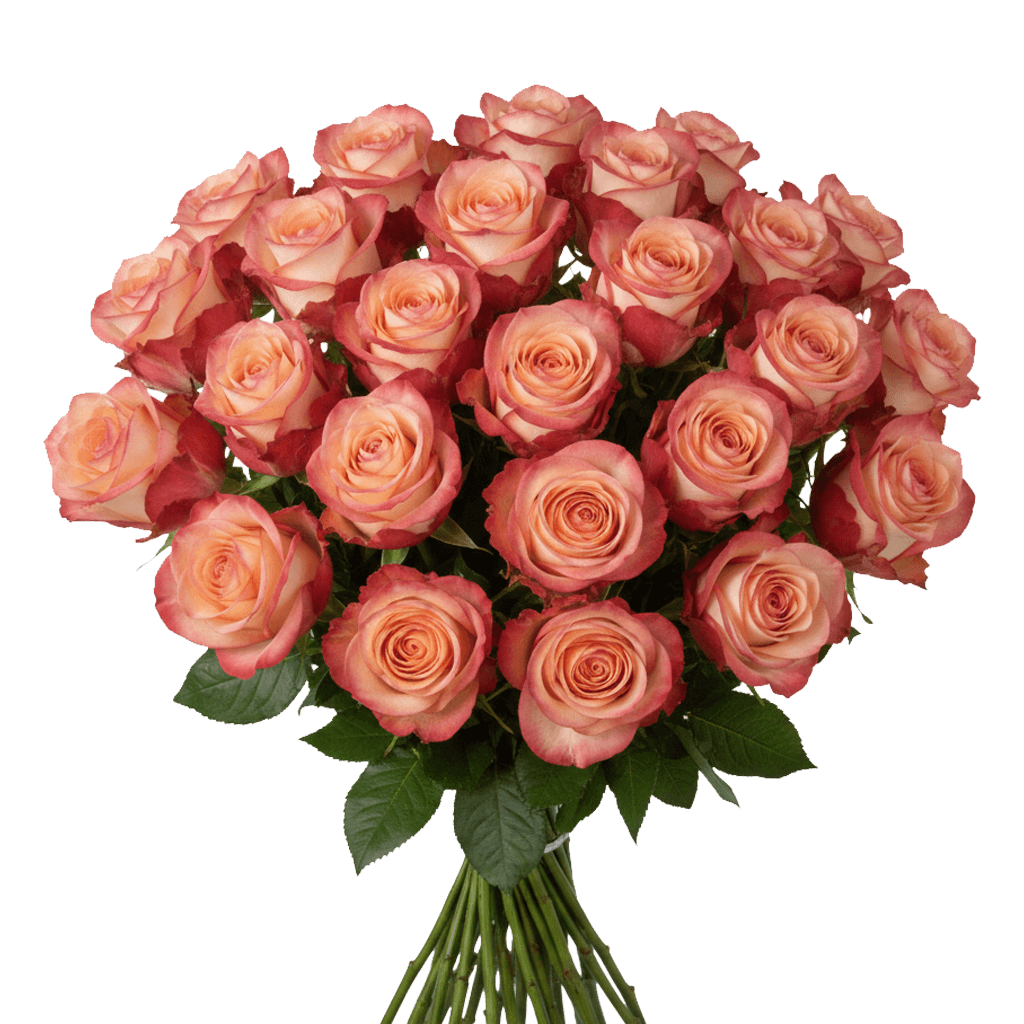 25 Paloma Roses – Fresh Bi-Color Roses