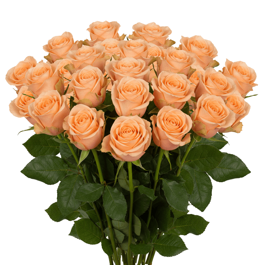 25 Parissiene Roses – Fresh Peach Roses