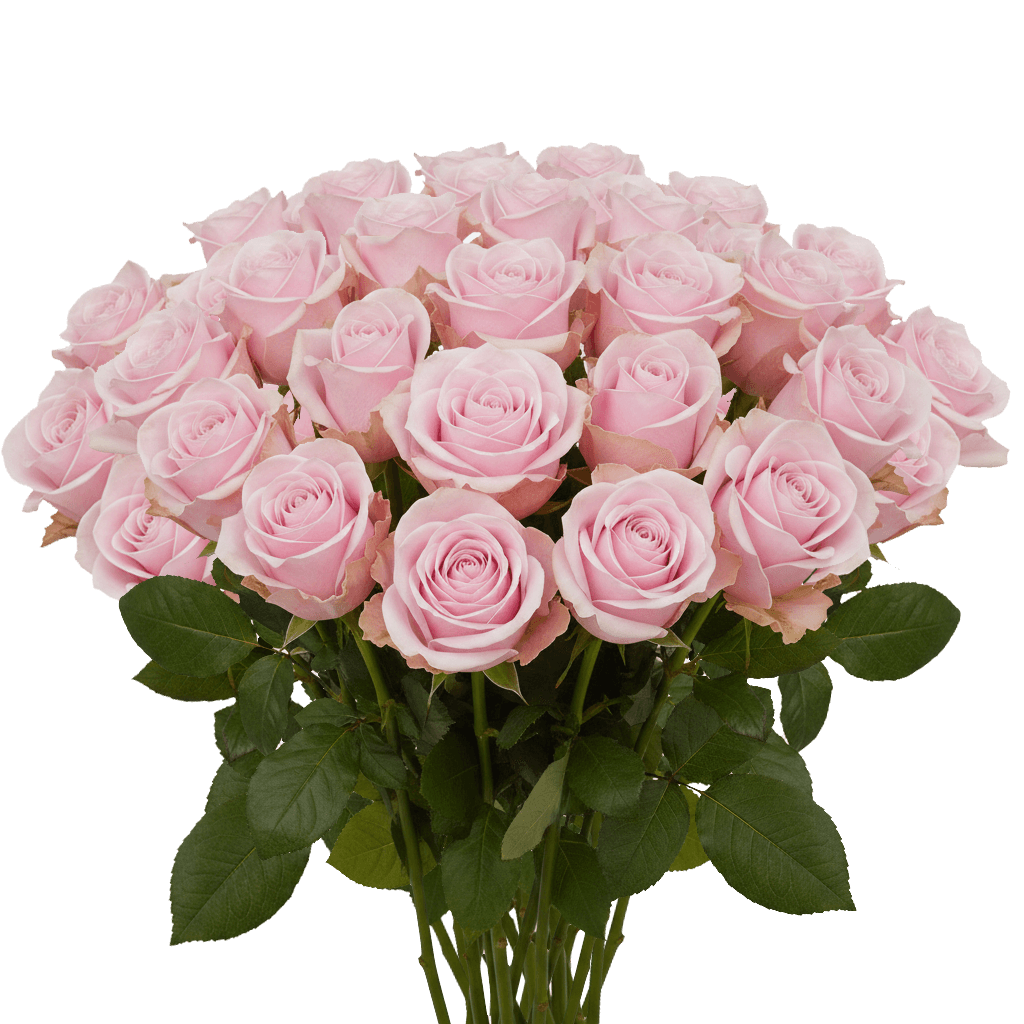 25 Pink Mondial Roses – Light Pink Roses