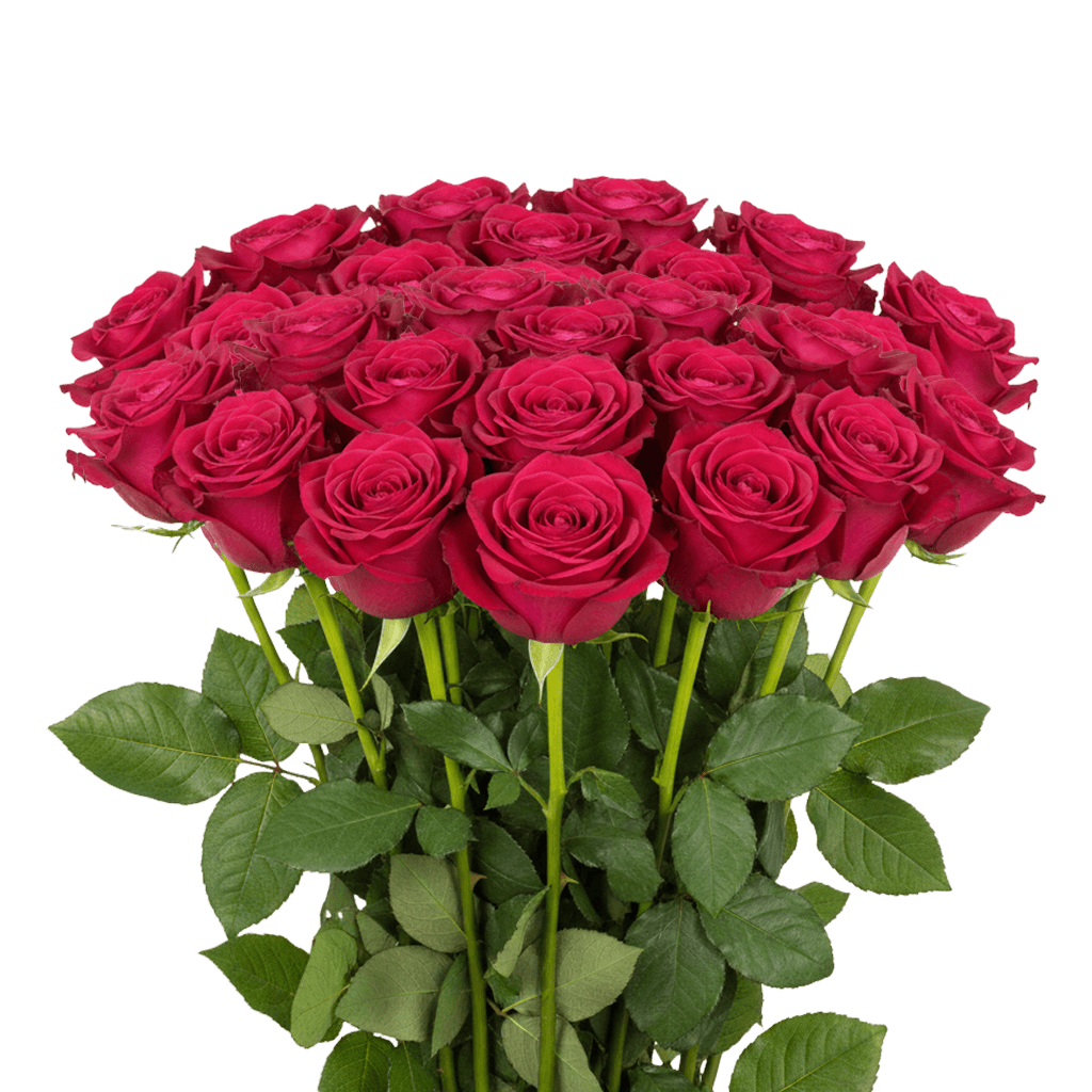 25 Queen Berry Roses – Fresh Hot Pink Roses