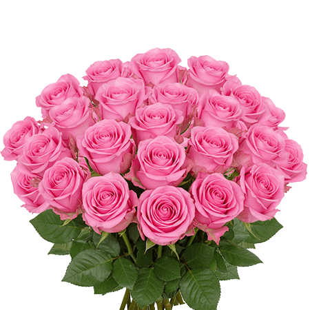25 Sanoli Roses – Fresh Pink Roses