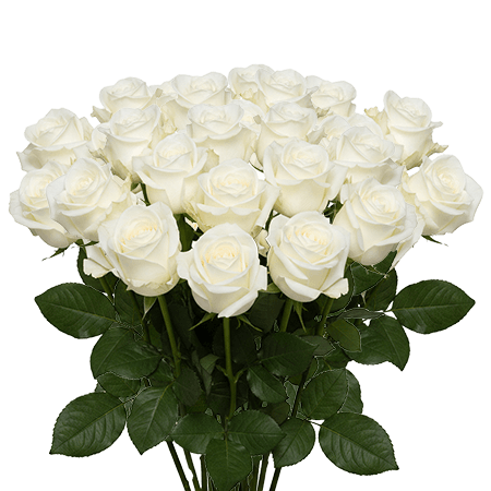25 Sugar Doll Roses – Fresh White Roses
