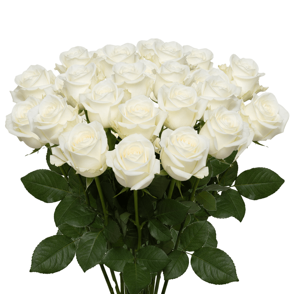 25 Sugar Doll Roses – Fresh White Roses