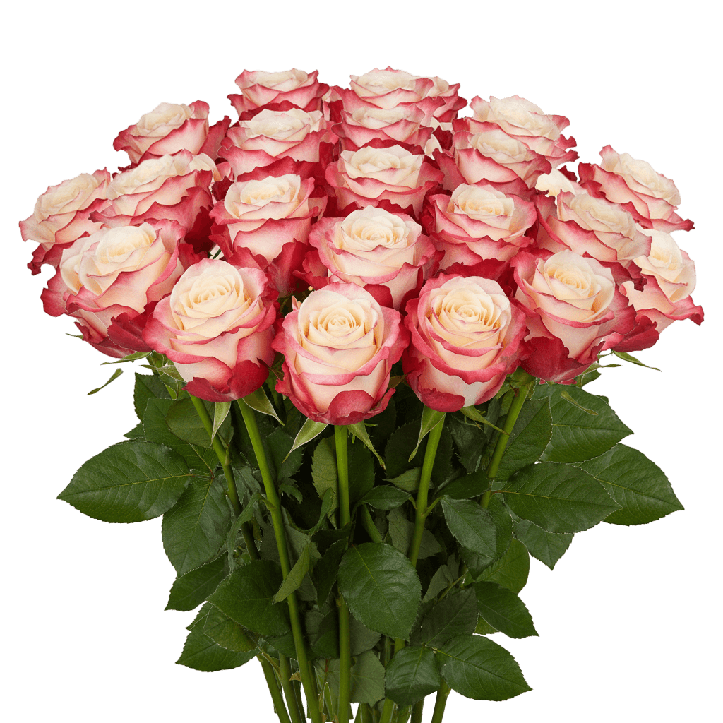 25 Sweetness Roses – Fresh Bi-Color Roses