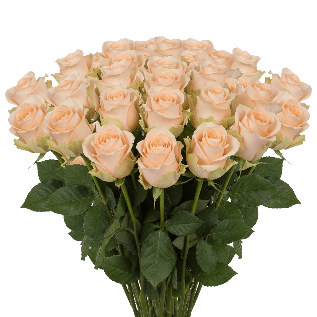25 Tiffany Roses – Fresh Peach Roses