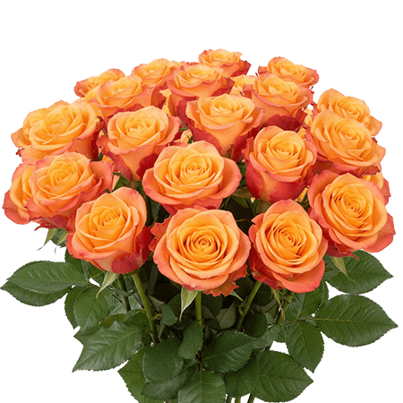 25 Tycoon Roses – Fresh Orange Roses