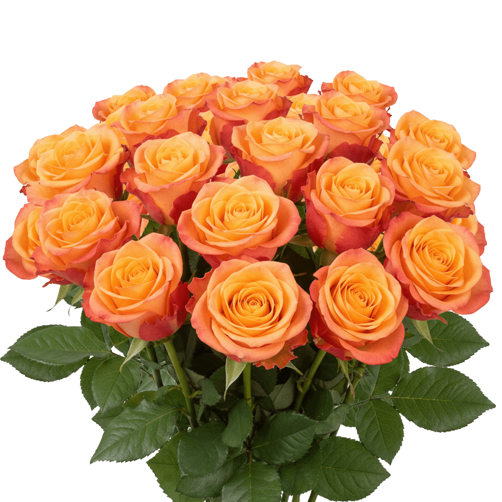25 Tycoon Roses – Fresh Orange Roses