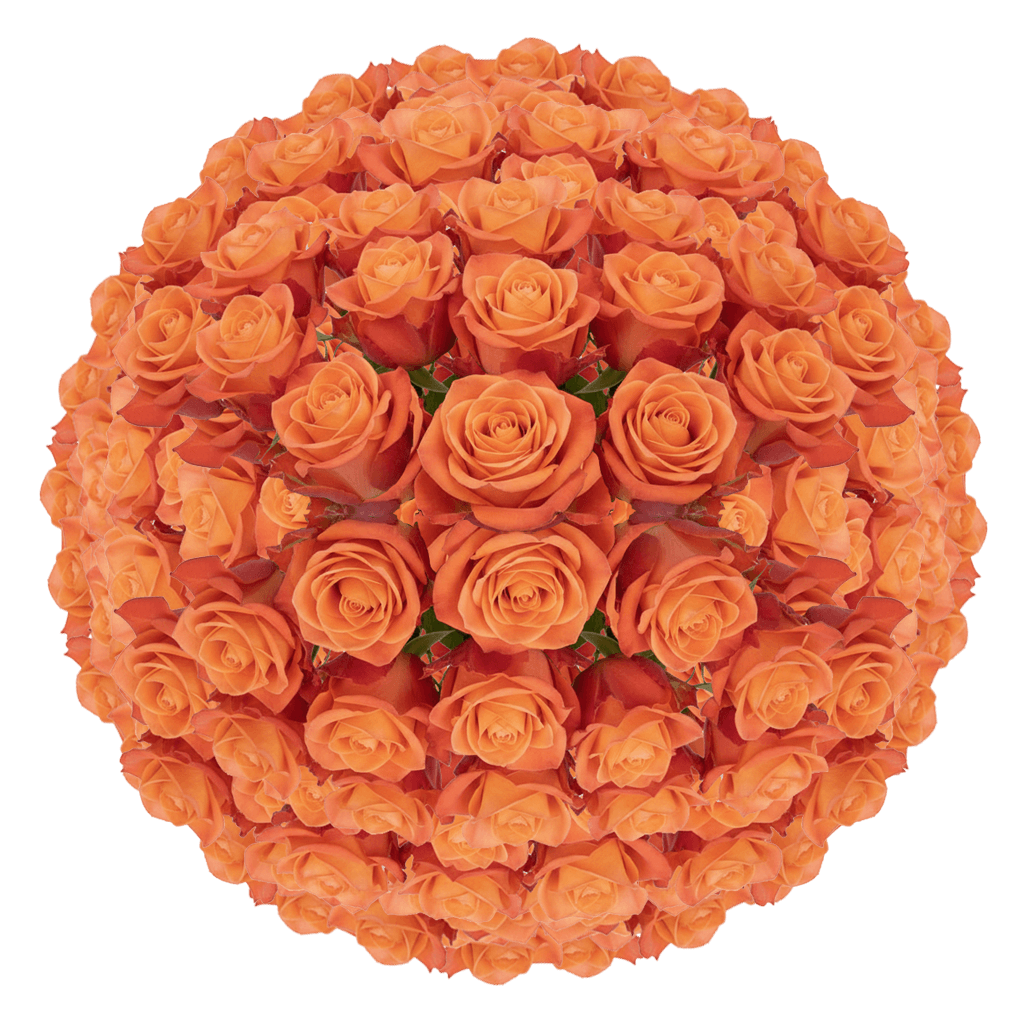 250 Alive Roses – Bulk Orange Roses