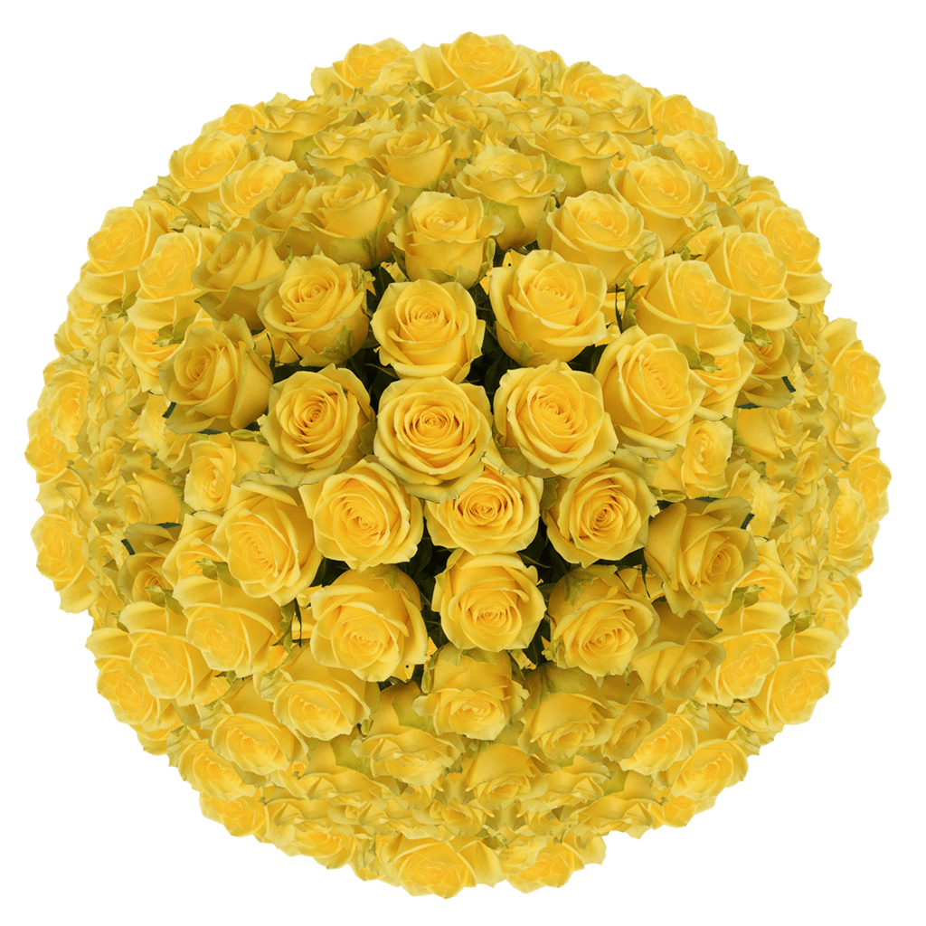 250 Goldfinch Roses – Bulk Yellow Roses