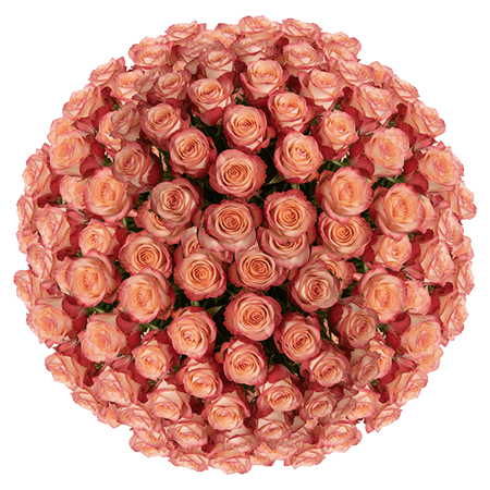 250 Paloma Roses – Bulk Bi-Color Roses
