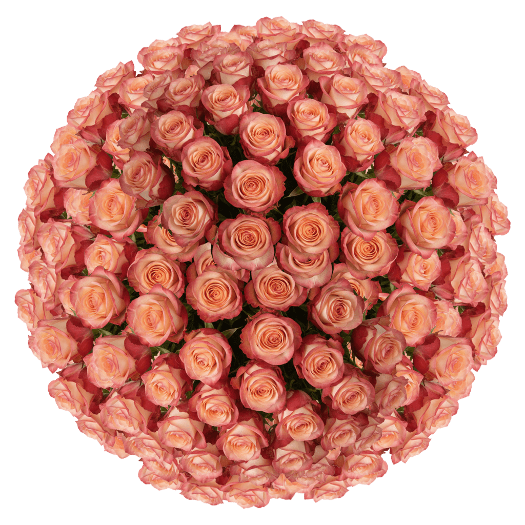 250 Paloma Roses – Bulk Bi-Color Roses