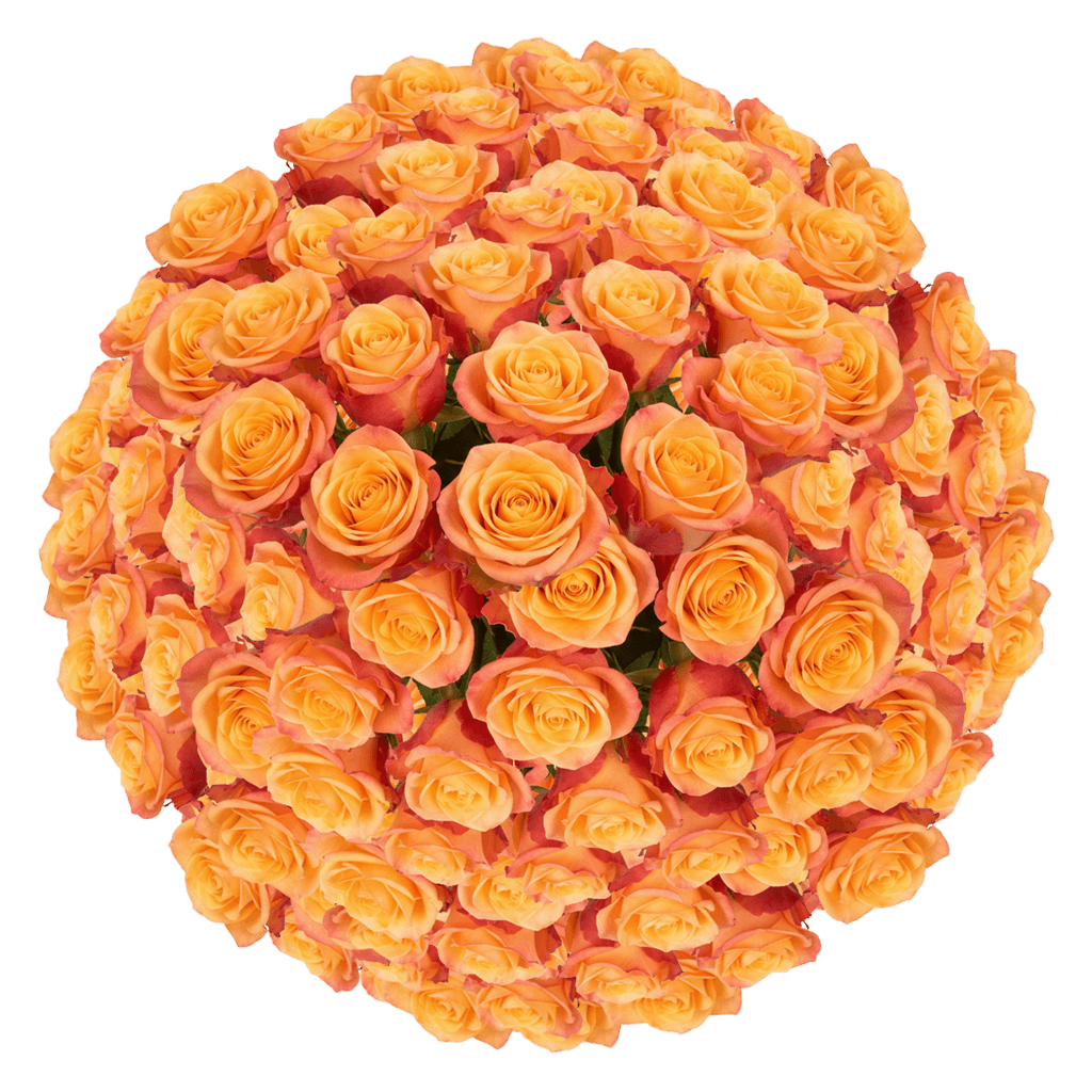 250 Tycoon Roses – Bulk Orange Roses