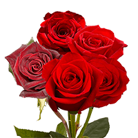 (OC) Rose Long Dozens Red (Gypso and Green)