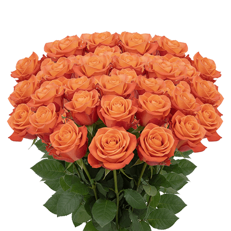 50 Alive Roses – Fresh Orange Roses