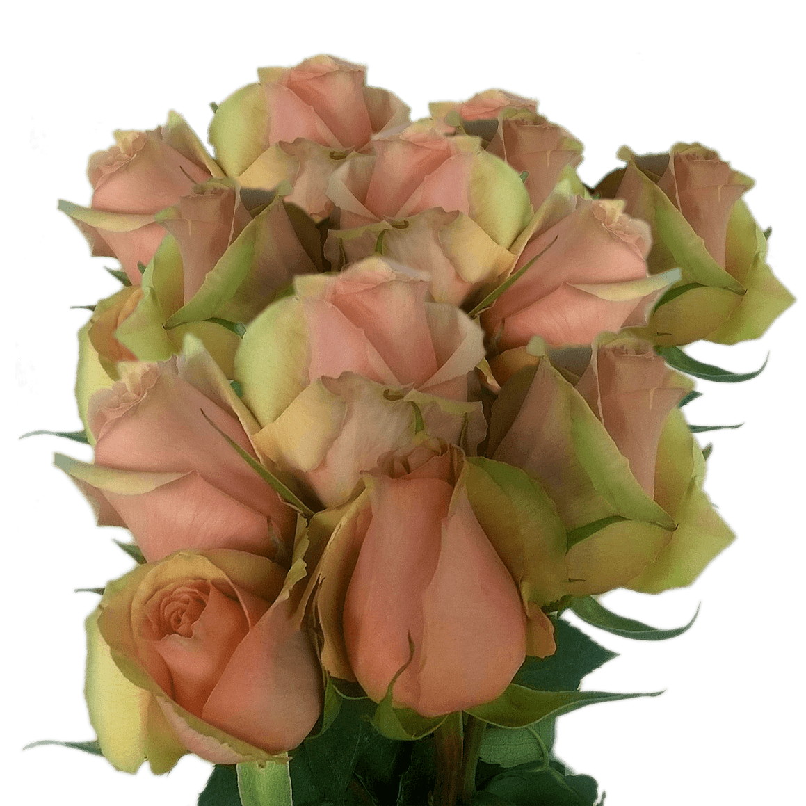 50 Peach Long Stem Roses For Sale Cheap Peach Roses Delivery