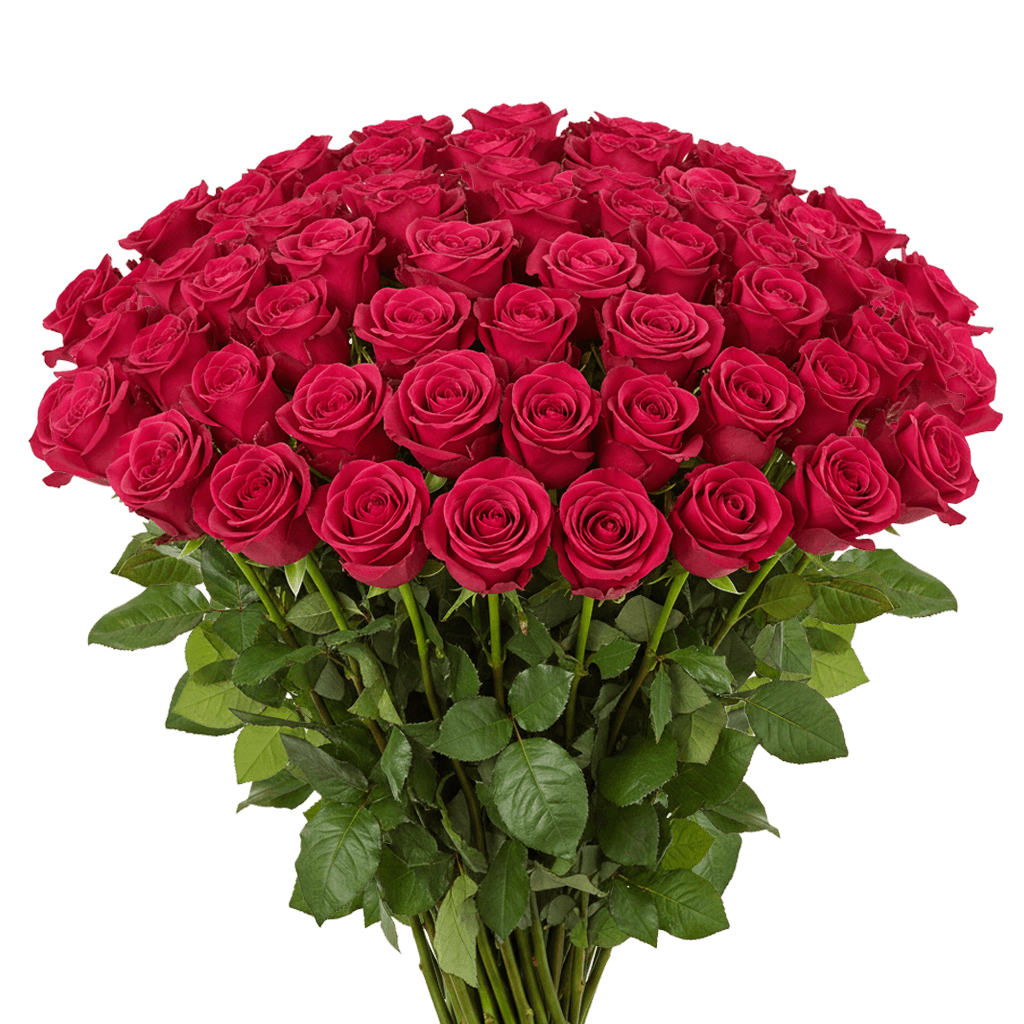 50 Queen Berry Roses – Fresh Hot Pink Roses
