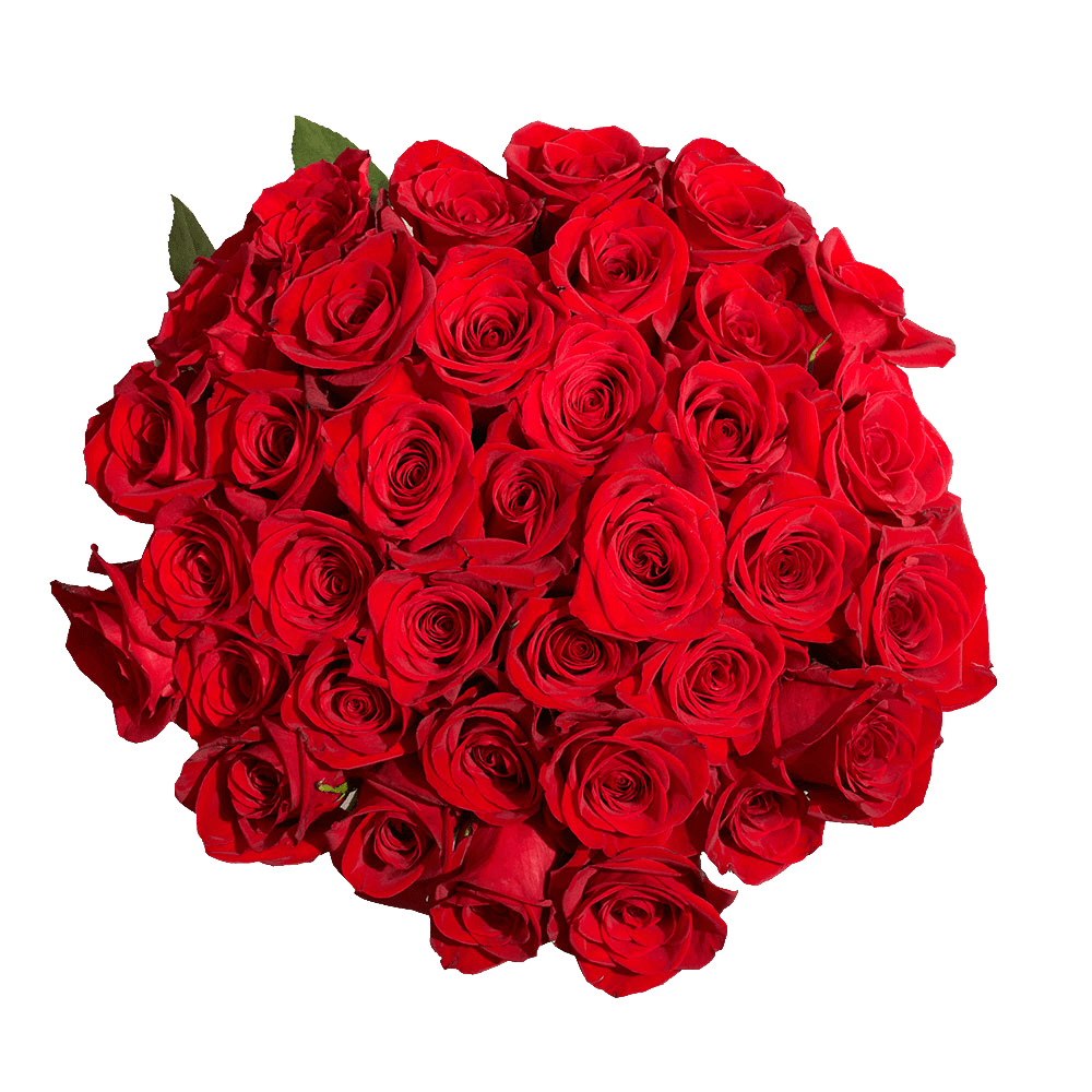 (OC)Rose Sht Next Day Red 2 Bunches For Delivery to Carbondale, Illinois