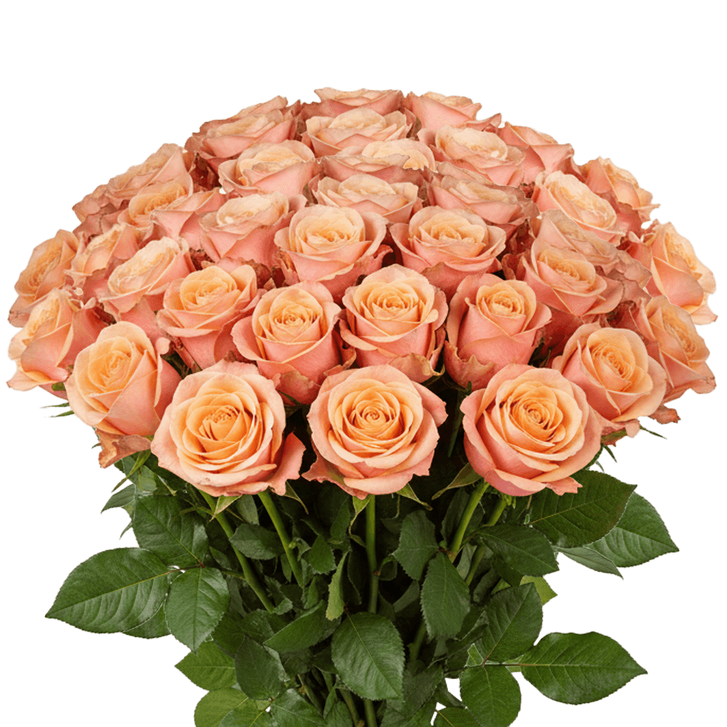 50 Shimmer Roses – Fresh Peach Roses