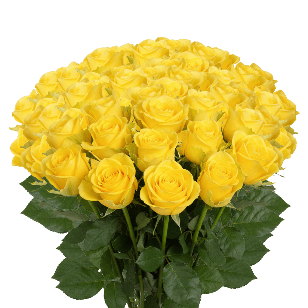 75 Yellow Bikini Roses (Long) – Yellow Roses