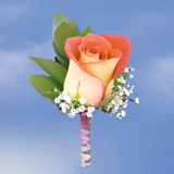 2-bt-rose-bicolor-RB-pink