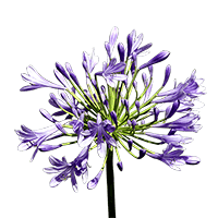 (QB) Agapanthus 10 Bunches