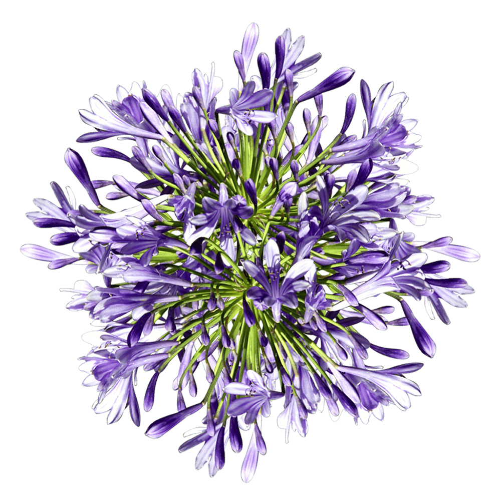 Qty of Agapanthus Flowers For Delivery to Birmingham, Alabama