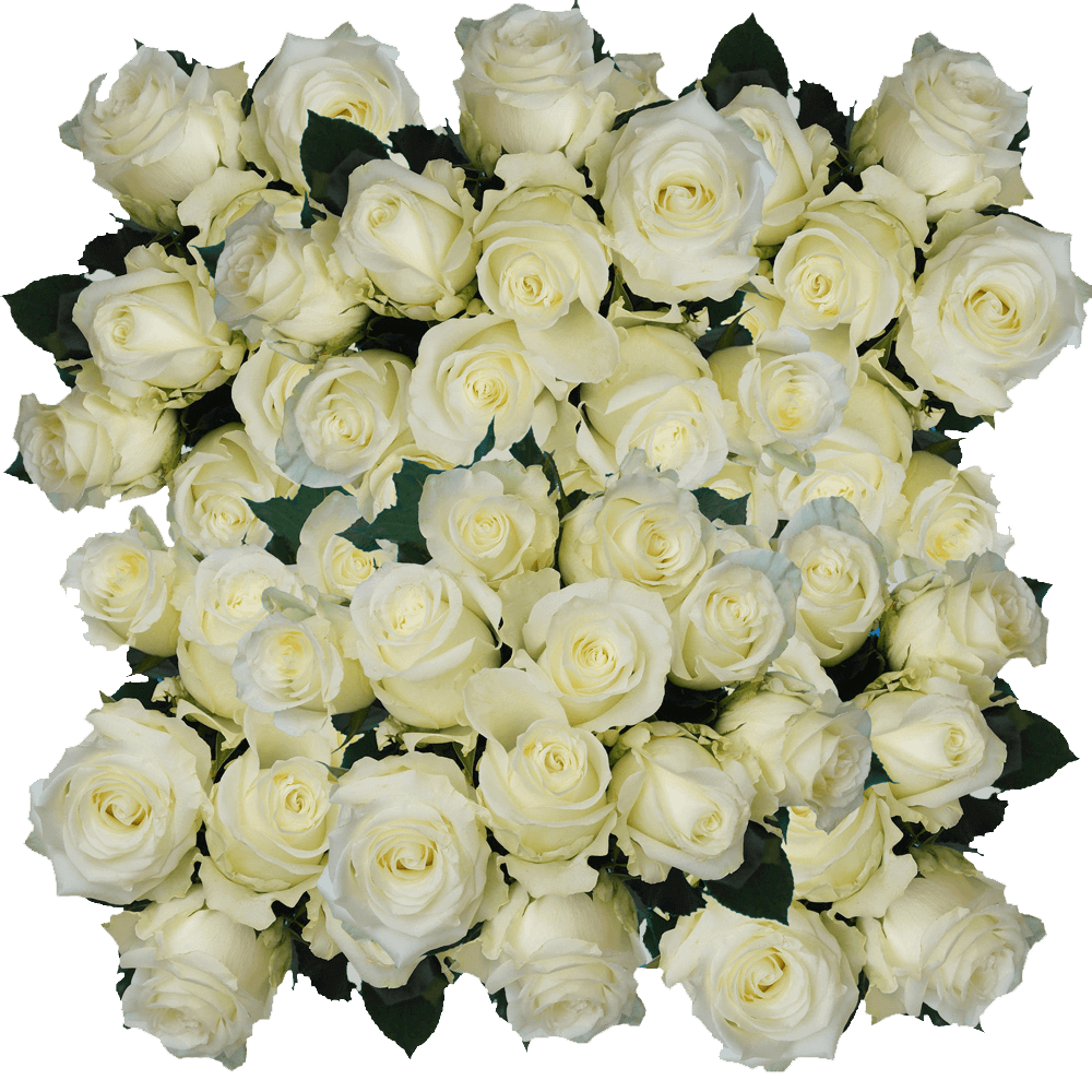 Alpe D'huez White Roses Discount Prices Online