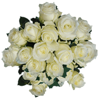 (QB) Rose Long Alpe Dhuez White