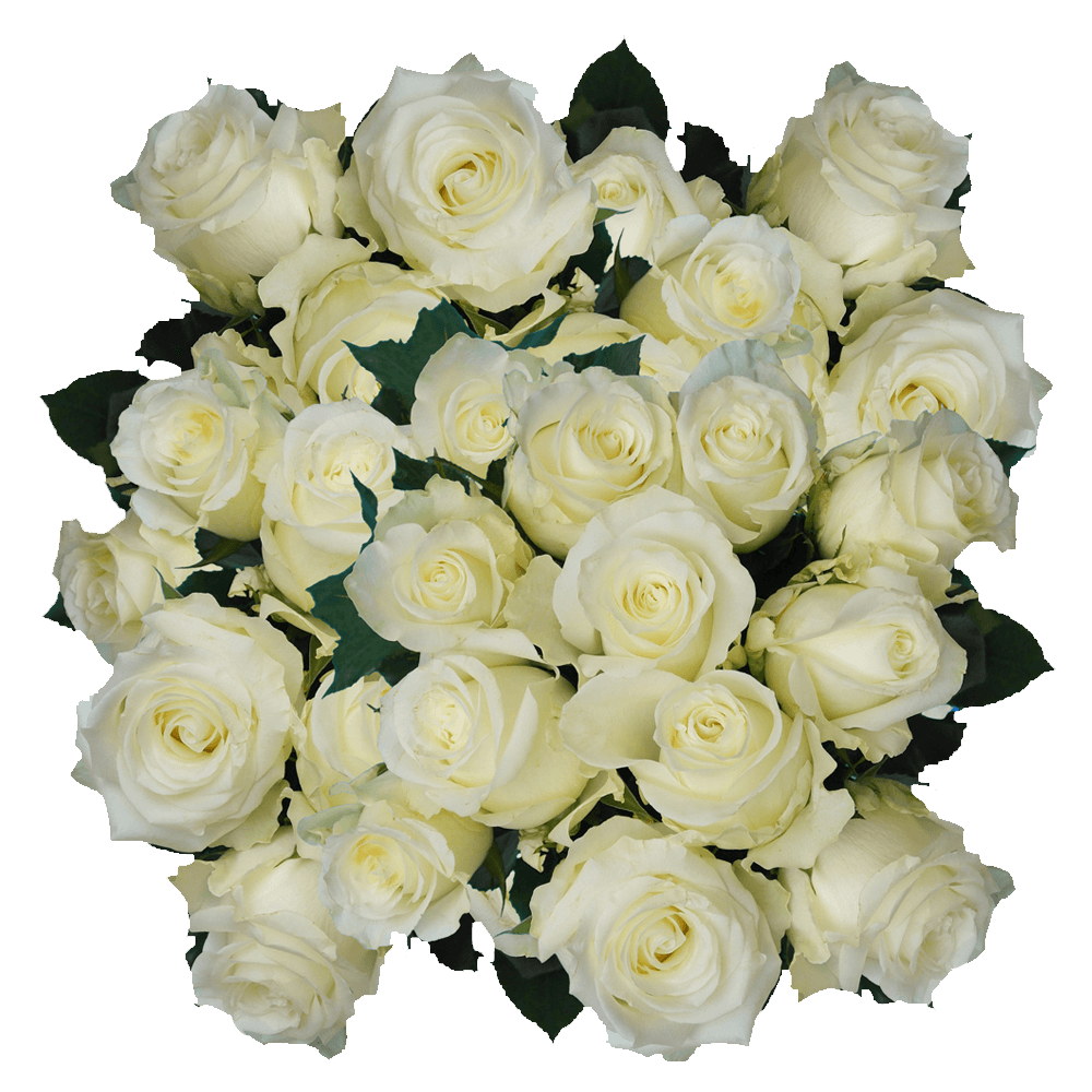 (QB) Rose Med Alpe Dhuez White For Delivery to Faqs.Html, Missouri