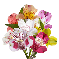 Alstroemeria Sel Assorted 3 (OC) [Include Flower Food] (OM) For Delivery to Beverly_Hills, California
