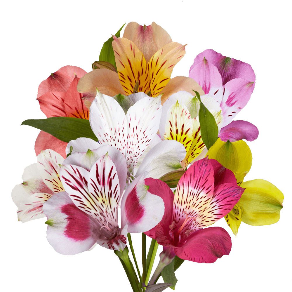 Alstroemeria Flowers Delivered Tomorrow