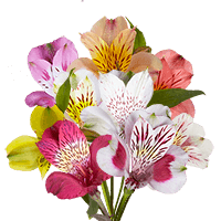 (OC) Alstroemeria Fcy Your Choice 6 For Delivery to Lagrange, Georgia