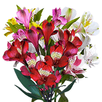 (OC) Alstroemeria Sel Assorted 3 Bunches For Delivery to Chapel_Hill, North_Carolina